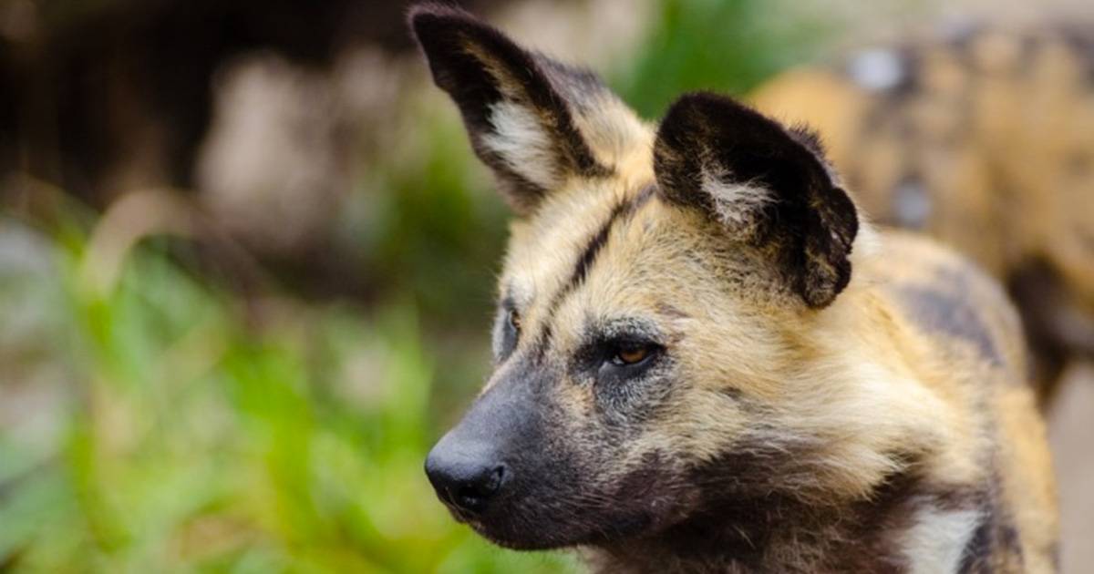 I cani selvatici africani rischiano l’estinzione